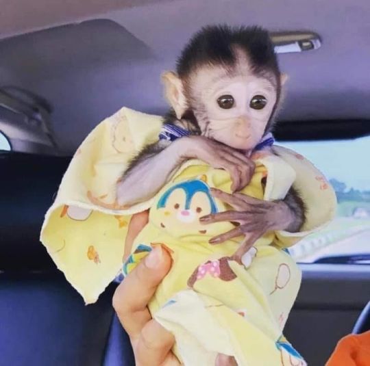 Capuchin monkey for sale affordable price