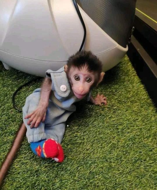 Capuchin monkey for sale already nappy trained