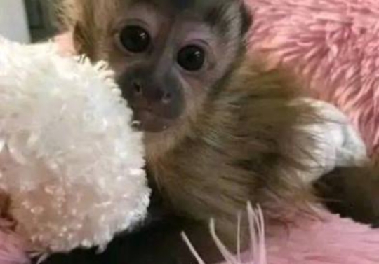 Capuchin monkey for sale pickups available
