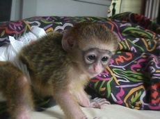 Capuchin monkey for sale