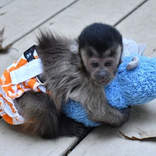Capuchin monkey