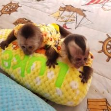 CAPUCHIN MONKEYS AVAILABLE FOR ADOPTION