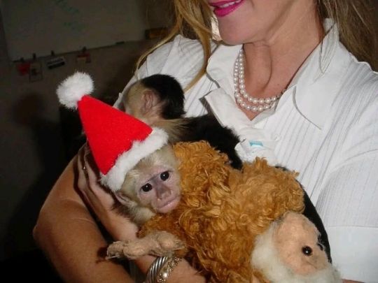 Capuchin monkeys available