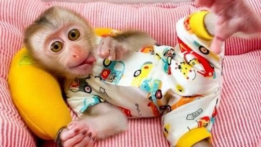 Capuchin,Marmoset,Macaque,Squirel Monkeys all available now