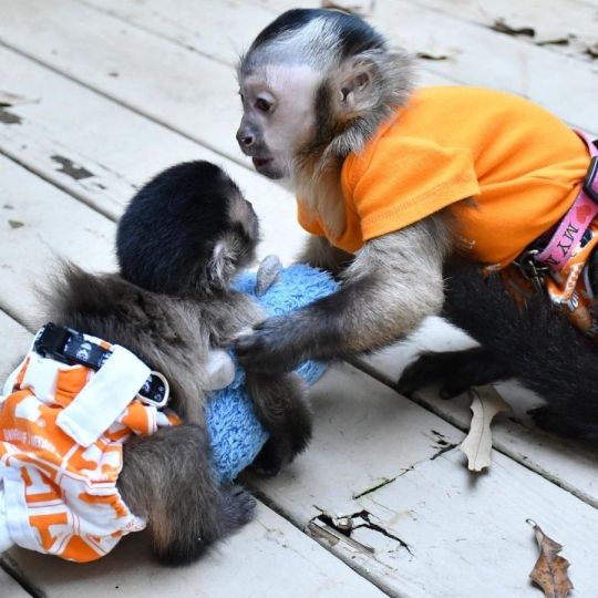 Capuchin_monkeys Adorable