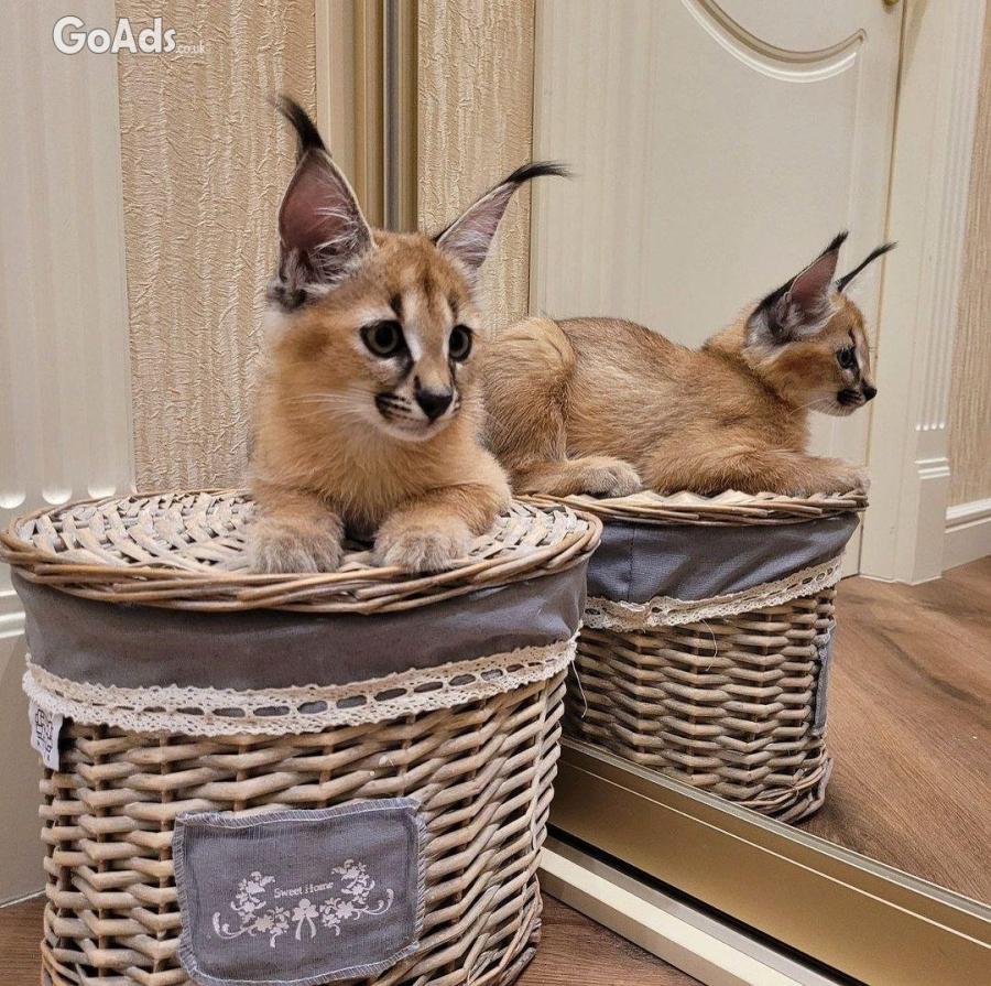 Caracal and caracat kitten available