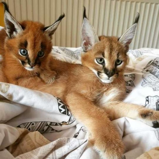 Caracals and F1 - F3 savannah and Serval