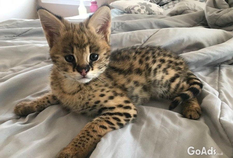 Caracals and F1 - F3 savannah and Serval