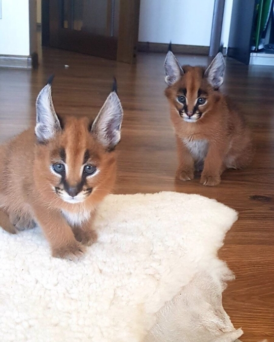 Caracals ,Ocelots, F1 - F3 savannah and Serval for sale