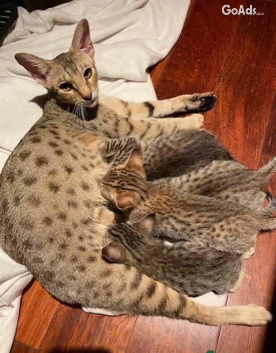 Caracals ,Ocelots, F1 - F3 savannah and Serval for sale