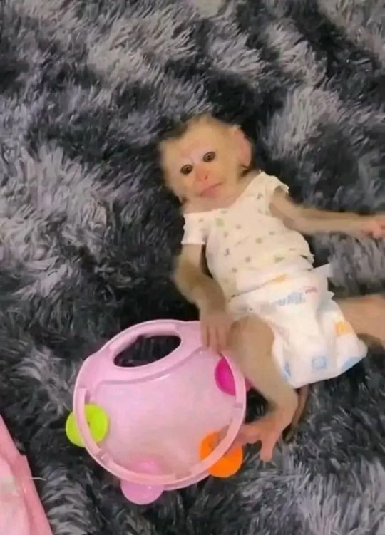Caring baby capuchin monkey for sale