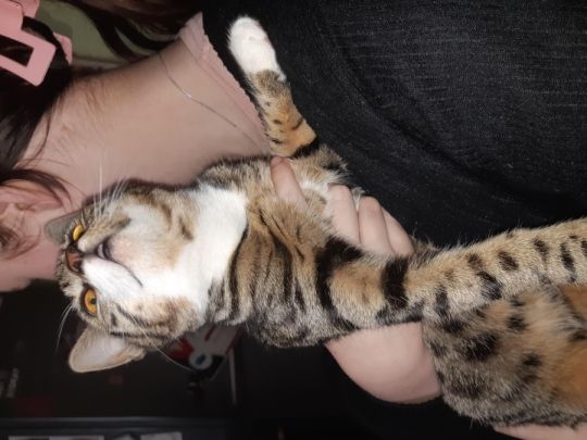 Cat and kitten for rehome