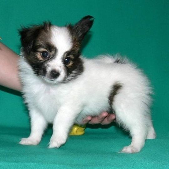 Cavalier king Charles Puppies for Adoptio