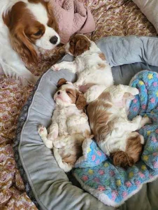 Cavalier king charles puppies for adoption sale