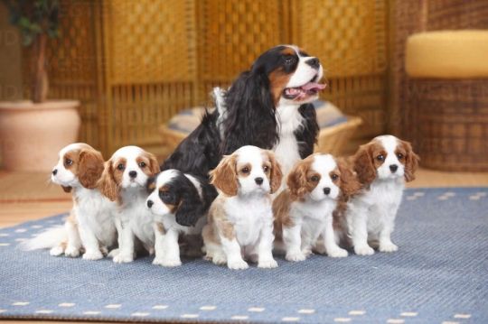 Cavalier King Charles Puppies