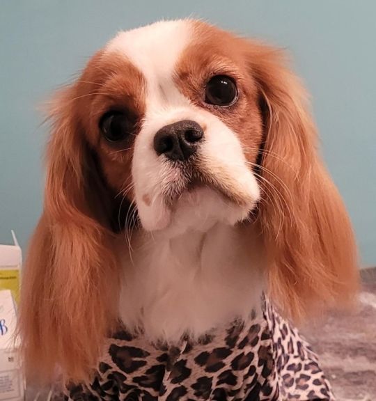 Cavalier King Charles spaniel bitch puppy