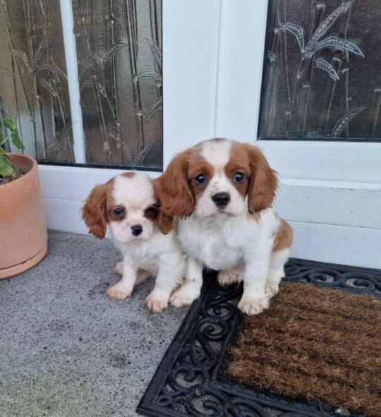 🐾 Cavalier King Charles Spaniel Puppies for Adoption 🐾