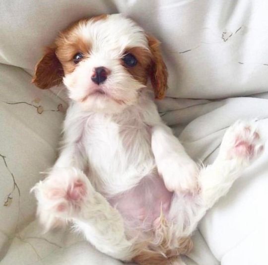 Cavalier King Charles Spaniel puppies for Sale
