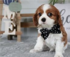 Cavalier King Charles Spaniel puppies