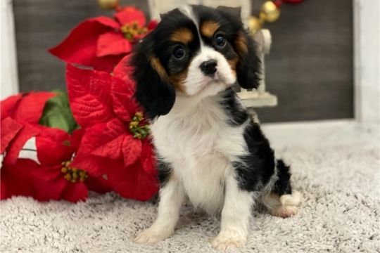 Cavalier King Charles Spaniel