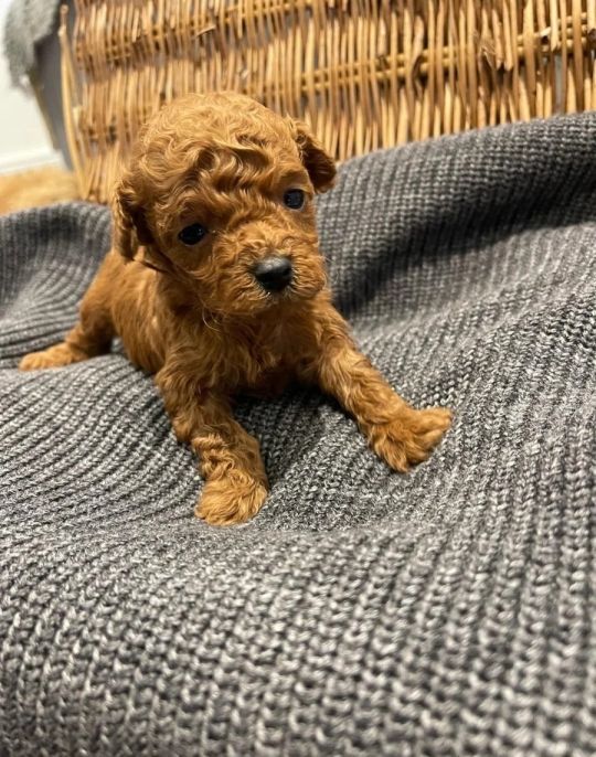 Cavapoo a female left