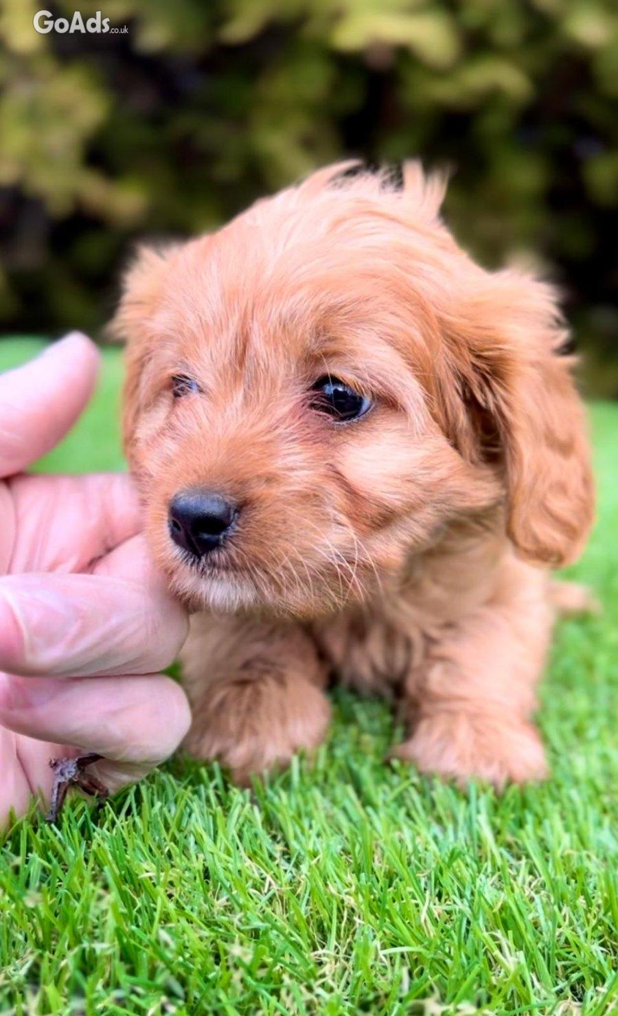 Cavapoo - Cavapoo (cavalier + toy poodle)