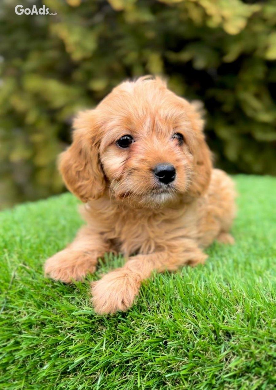 Cavapoo - Cavapoo (cavalier + toy poodle)