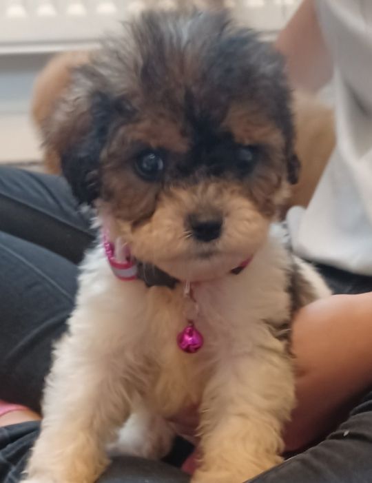 Cavapoo poodle cavalier
