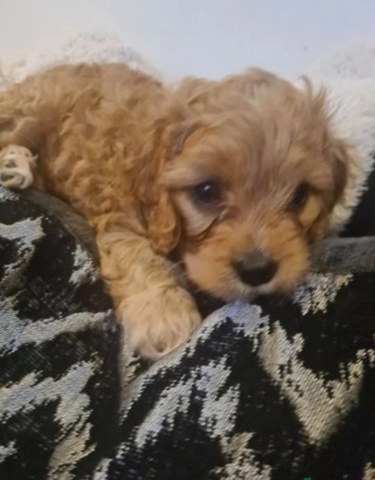 Cavapoo puppies