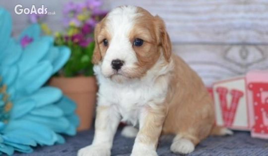 Cavapoo Registered Cavapoo Puppies