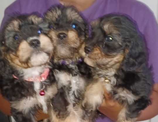 Cavapoos most beautiful baby bears