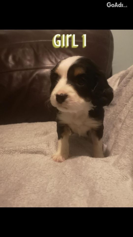 Cavapoos ready now!! 2 girls 3 boys left