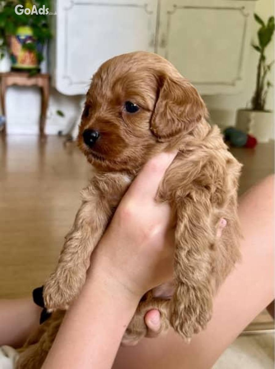 Cavoodle , cavapoo puppies for sale