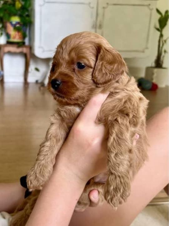 Cavoodle , cavapoo puppies for sale