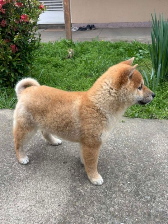 Champion litter of Shiba inu for sale