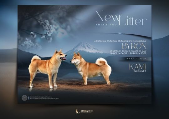 Champion litter of Shiba inu...for sale