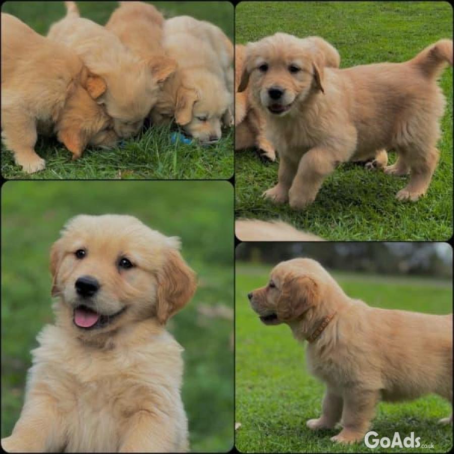 Champion Pedigree Golden Retriever Puppies!