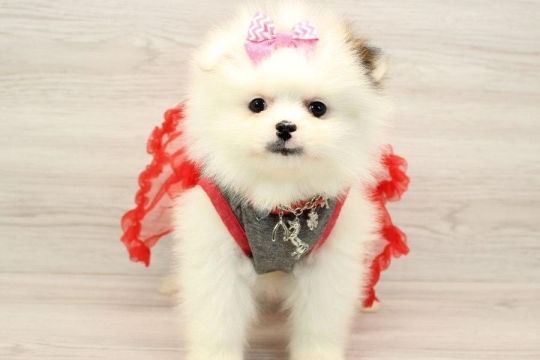 Champion Sired Pomeranian Puppies