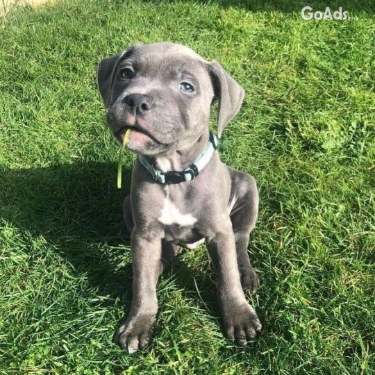 Champion Sired Staffordshire Bull Terrier Puppies