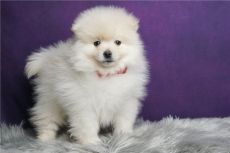 Champion Sired Teacups Pomeranian Puppies
