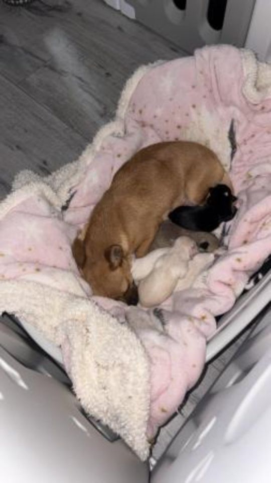Charming Chihuahua Pups Ready