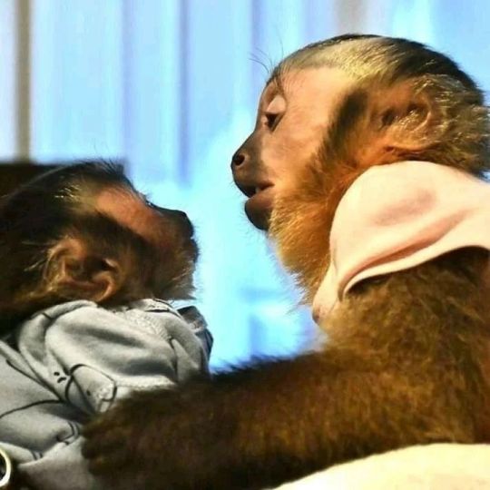 Charming Male & Female Capuchin Monkeys For Sale