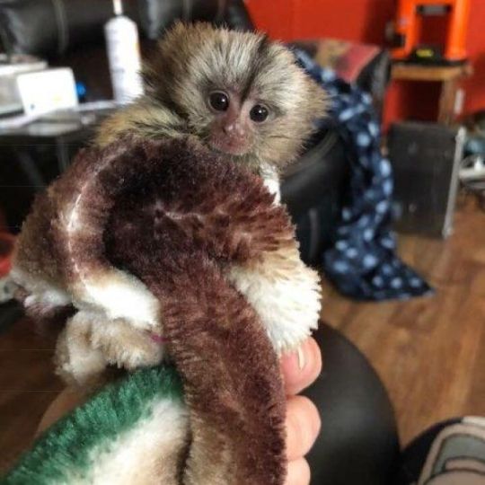 Charming Marmoset Monkey for sale