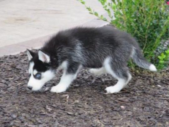 Charming Siberian Husky puppies.