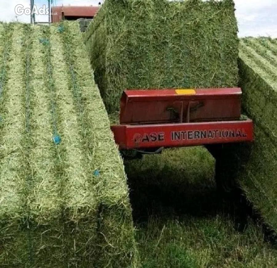 Cheap Alfalfa Hay (Lucerne),White Clover Hay,