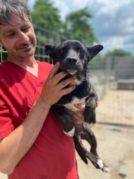 Chelsea Girl 14 months small adult quiet and social