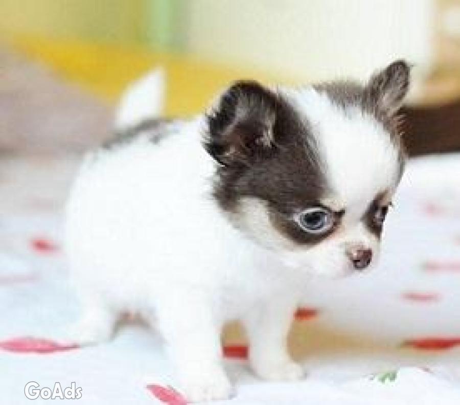 Chihuahua Puppies for Rehoming