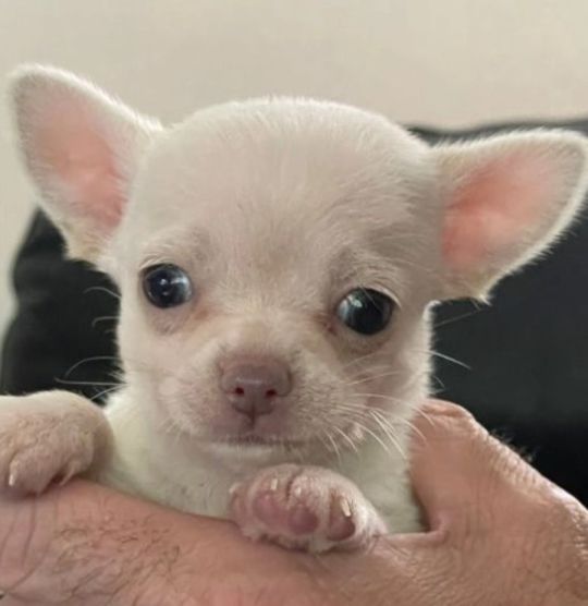 Chihuahua puppies for Sale