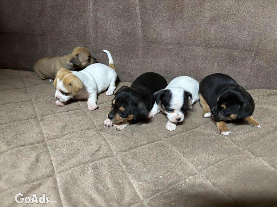 Chihuahua puppies for sale