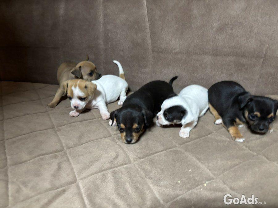 Chihuahua puppies for sale